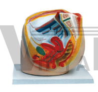 The model of female pelvic cavity (sagittal section)